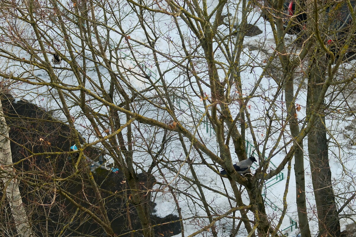 Ворона-папа начинает вить гнездо для вороны-мамы. Весна... - Лютый Дровосек