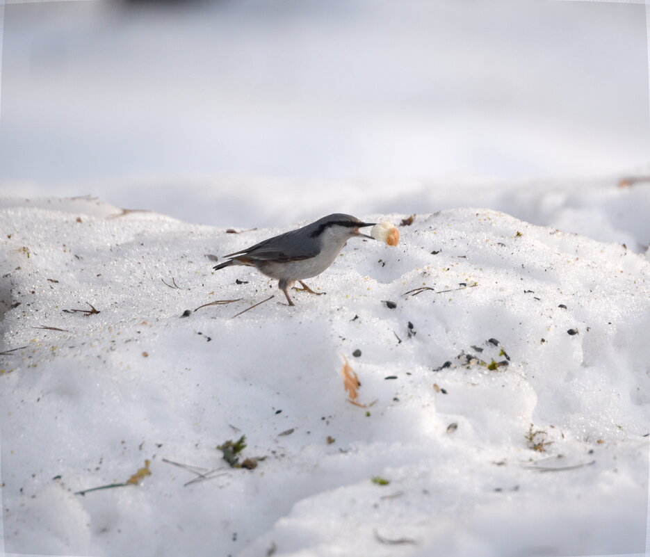 Поползень - Сергей Владимирович Егоров