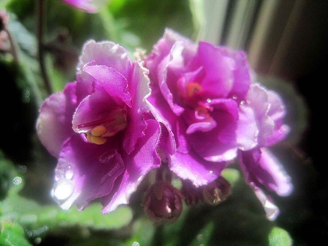 Фиалки - Елена Семигина