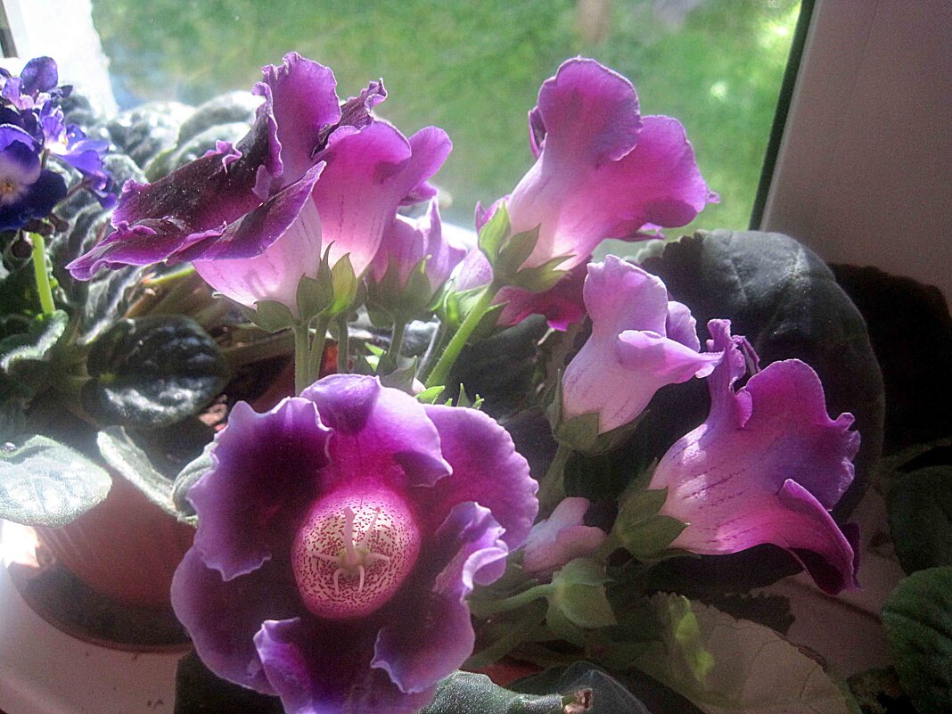 Глоксиния - Елена Семигина