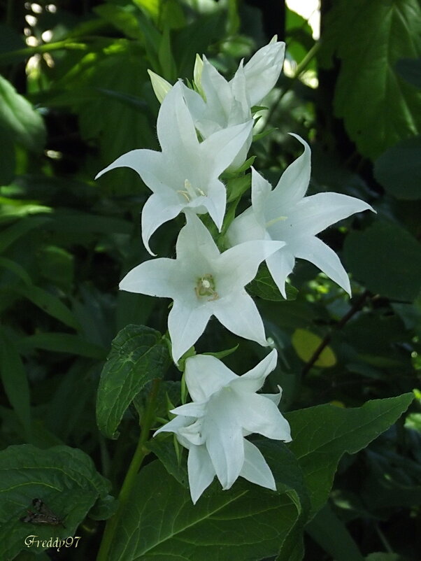 Колокольчики - Freddy 97