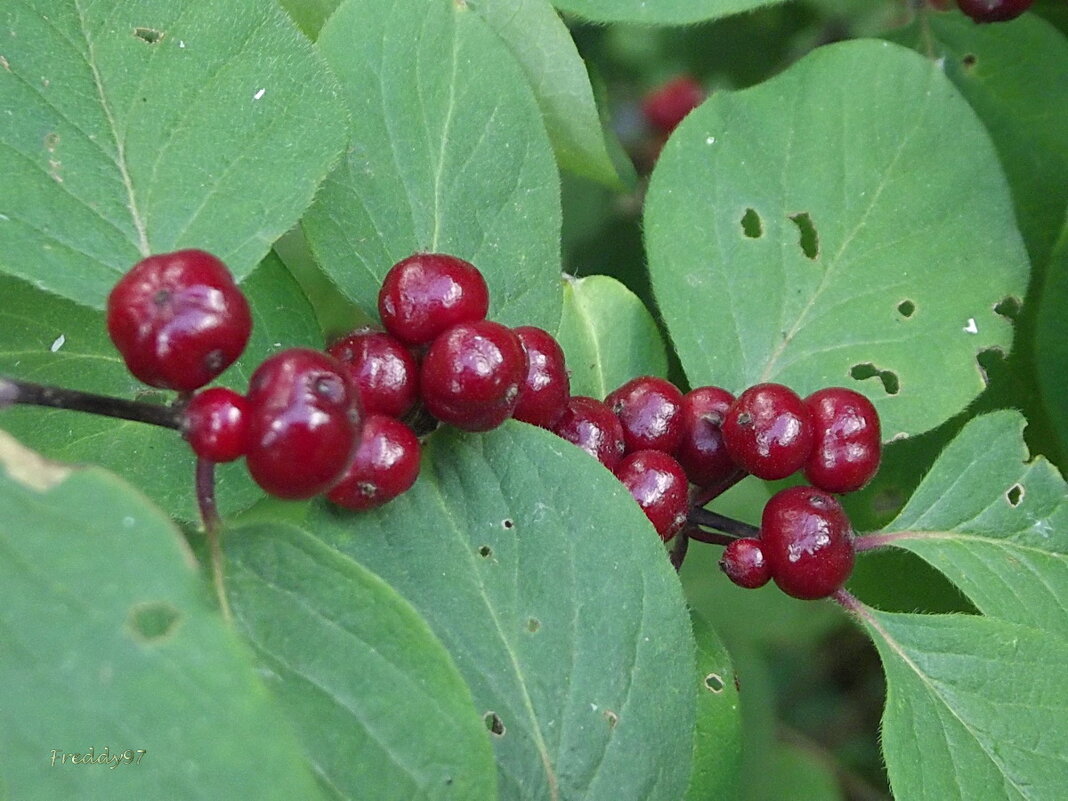 Волчьи ягоды - Freddy 97