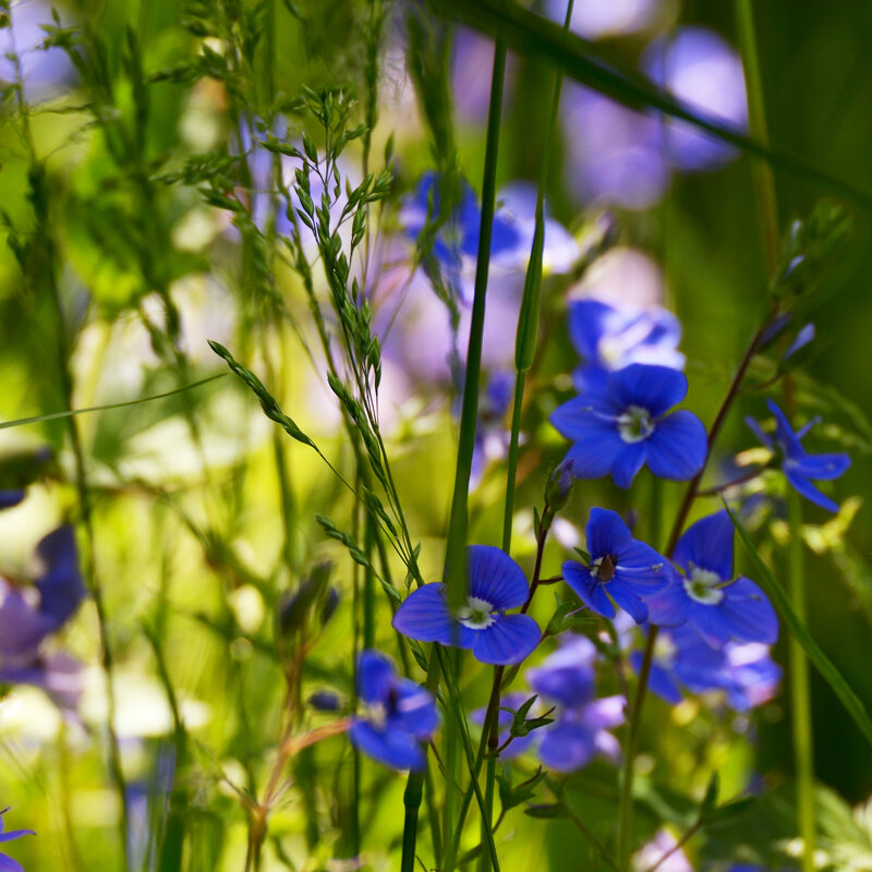 Васильки. - Константин Белоногов