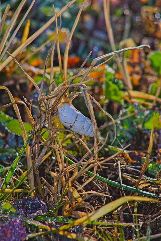 Улитка - Giant Tao / Улитка - Giant Tao /