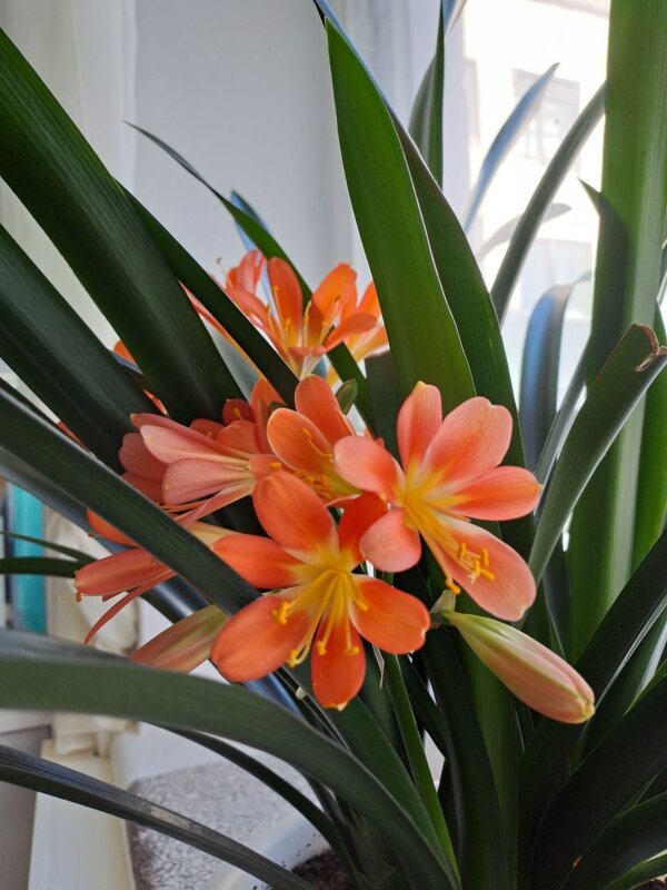 в школе  цветёт, значит всё хорошо - Troystik 