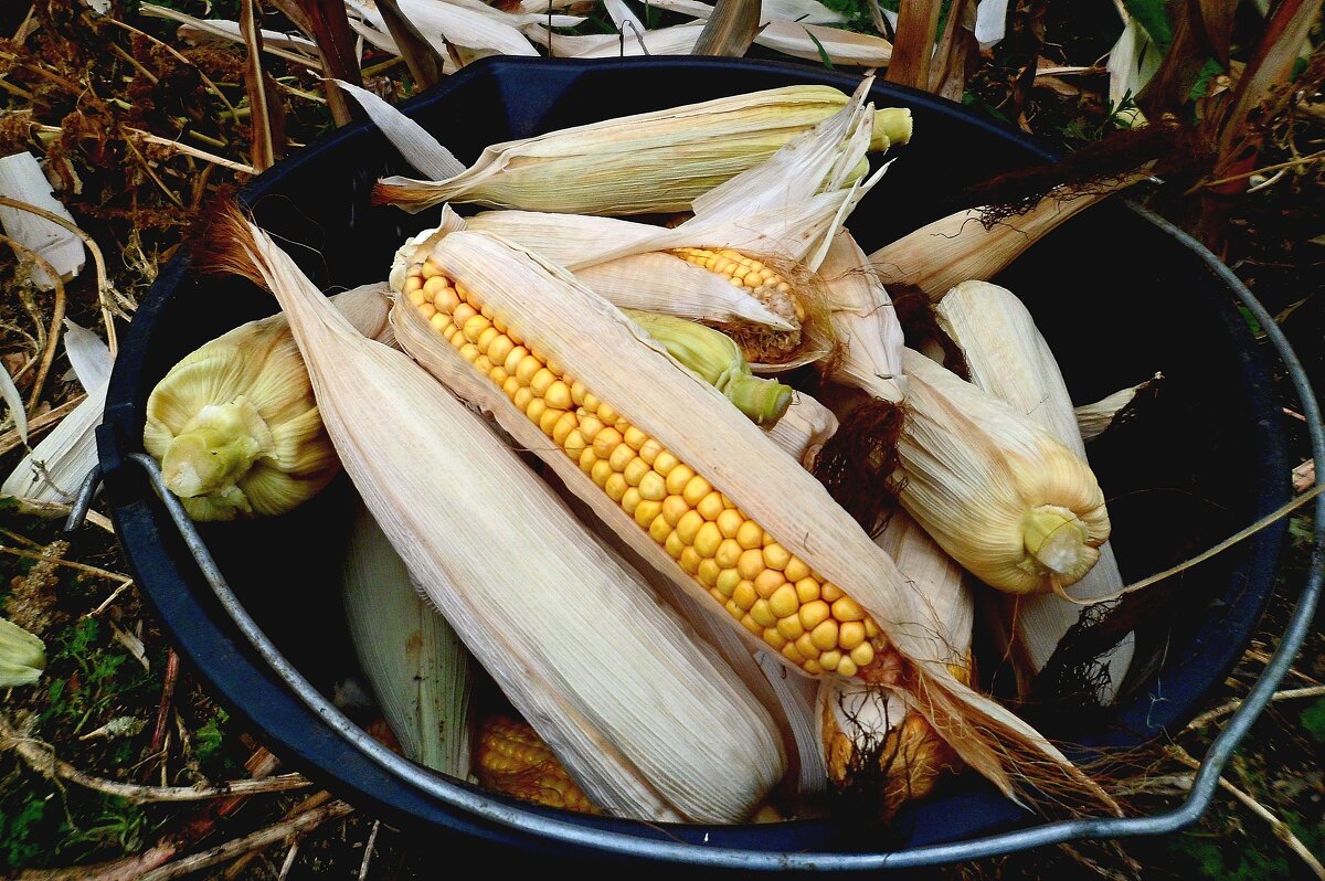 Кукуруза созрела. - Михаил Курзанцев