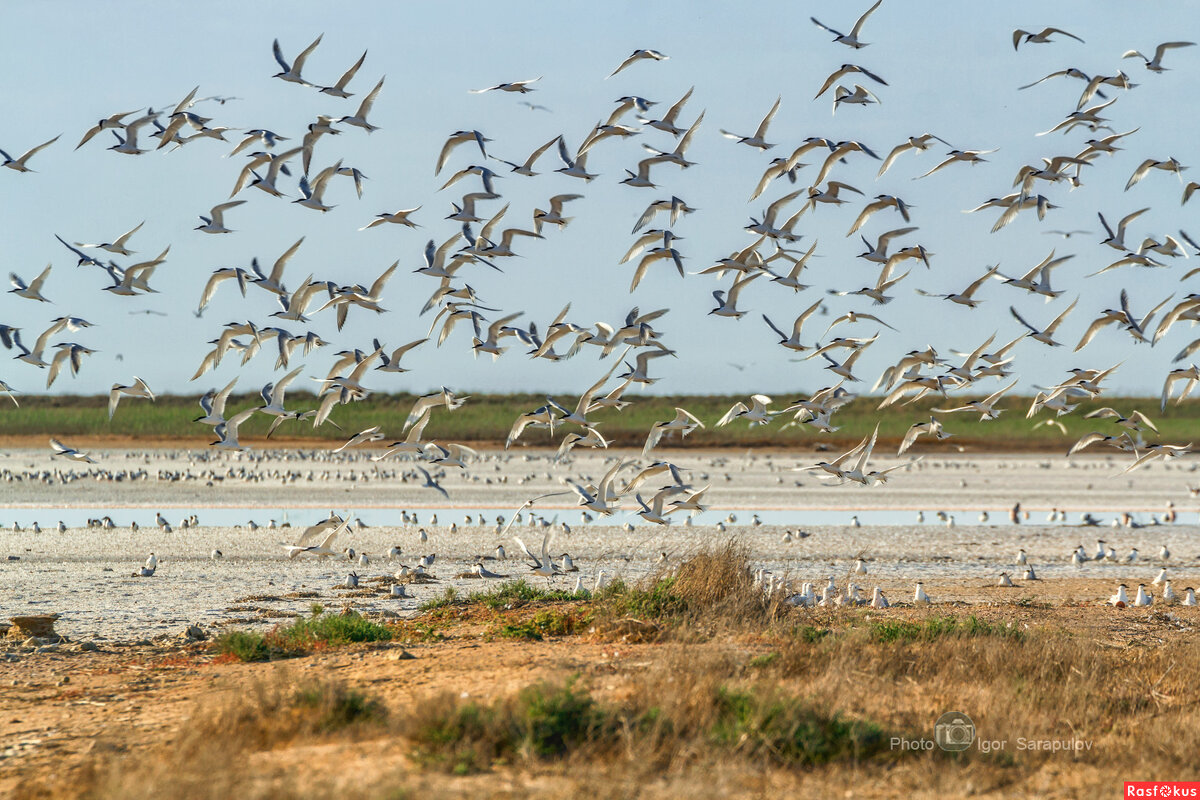 Утренний хоровод крачек - Игорь Сарапулов Утренний хоровод крачек - Игорь Сарапулов
