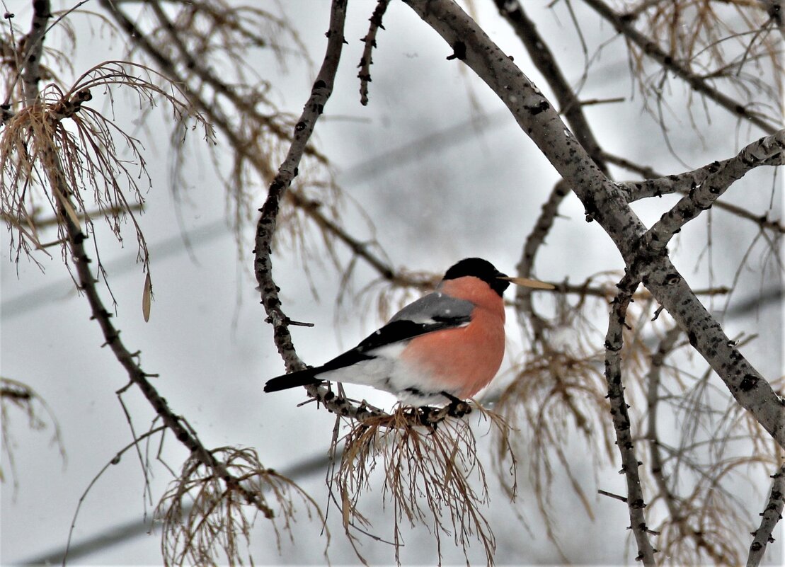 Весна - Венера Чуйкова Весна - Венера Чуйкова