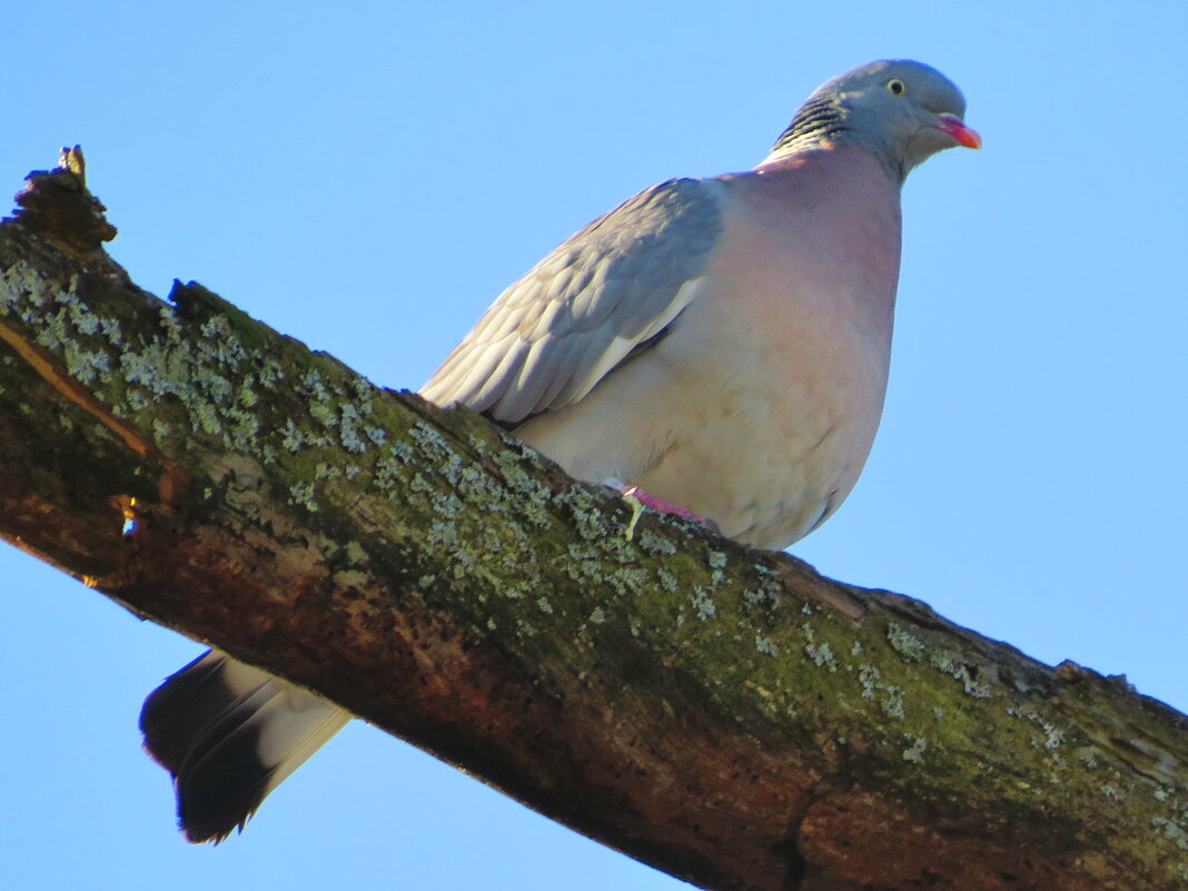 Лесной голубь (вяхирь) - Андрей Снегерёв Лесной голубь (вяхирь) - Андрей Снегерёв