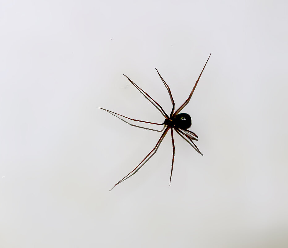 Стеатода пайкулля (ложный каракурт) или чёрная вдова - Светлана Стеатода пайкулля (ложный каракурт) или чёрная вдова - Светлана