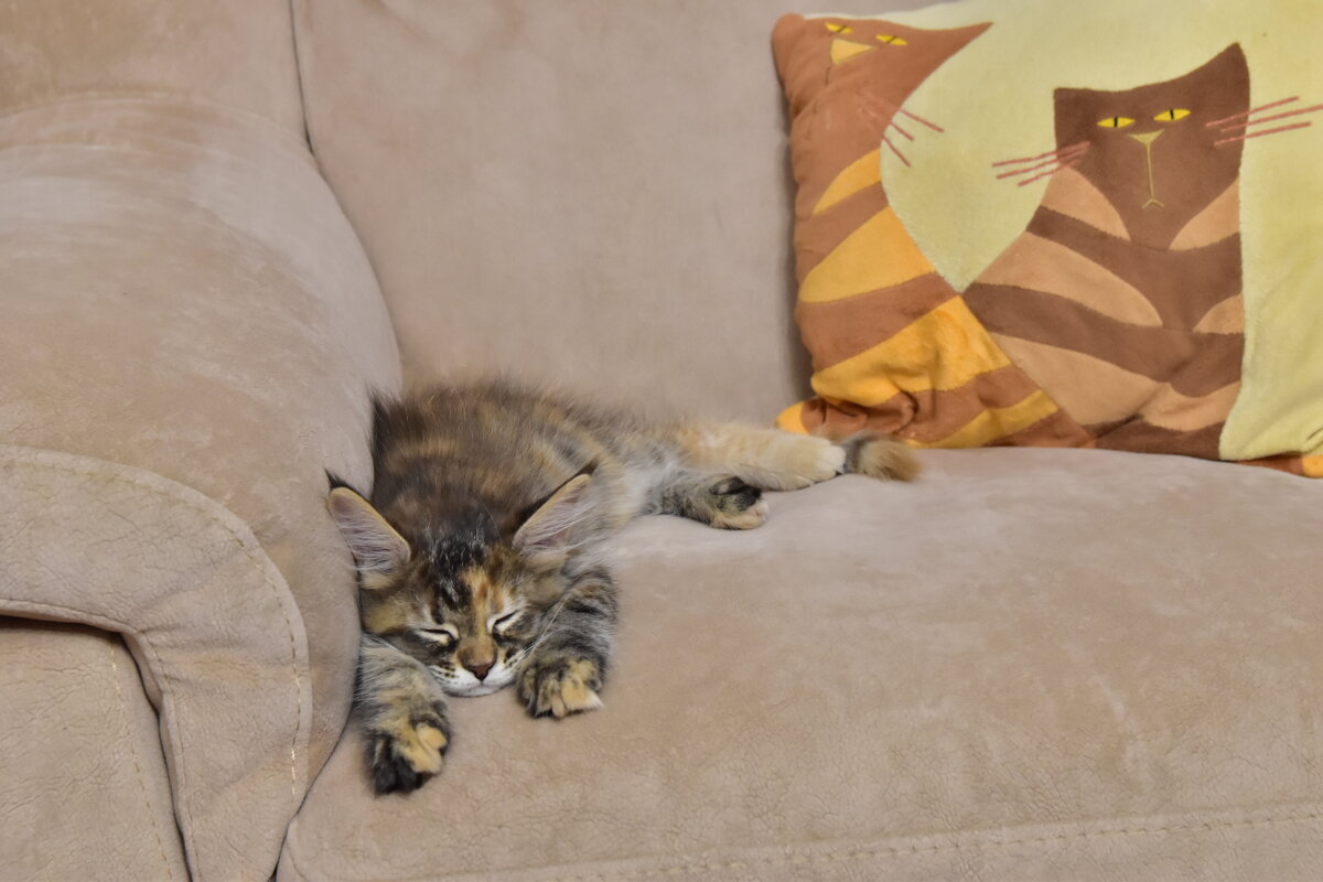 Три ...кота - Владимир Звягин