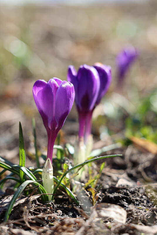 Выстроились в рядок на солнце. - Александр Кондаков Выстроились в рядок на солнце. - Александр Кондаков