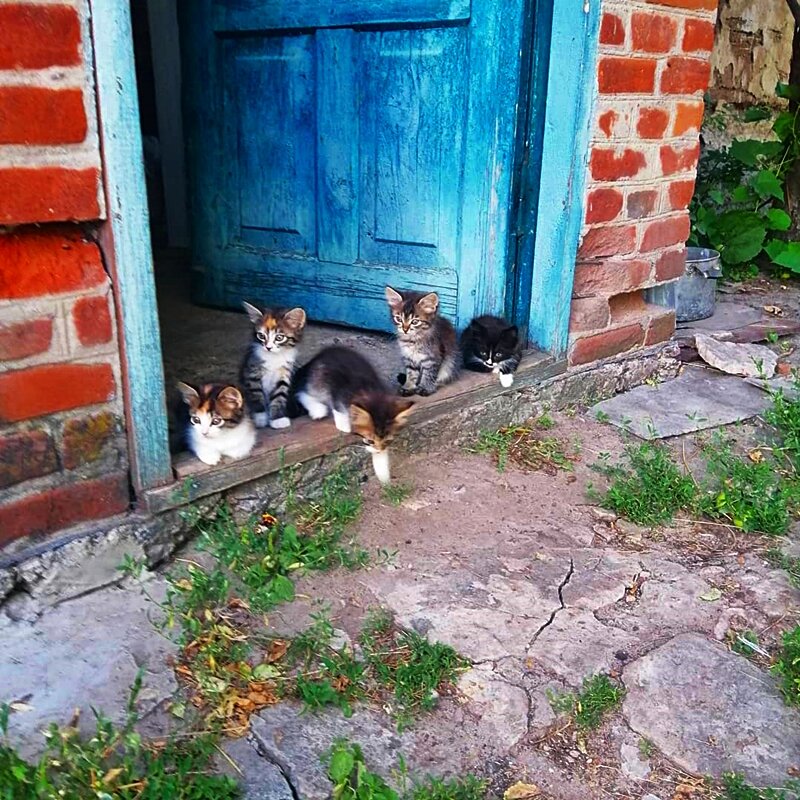 ЛЮБОПЫТНЫЕ   КОТЯТА - Анатолий Малобродский