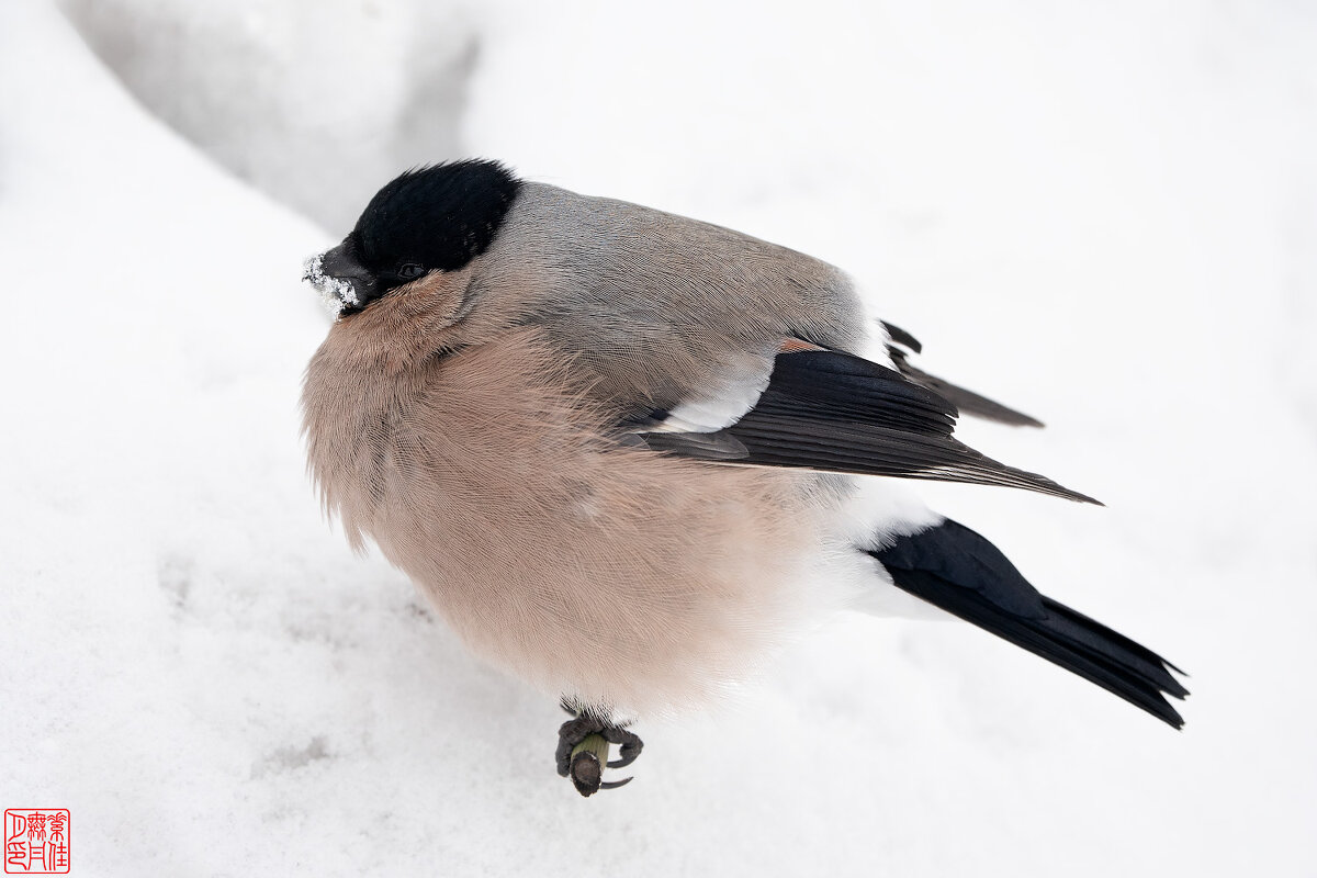 Снегиресса - Станислав С.