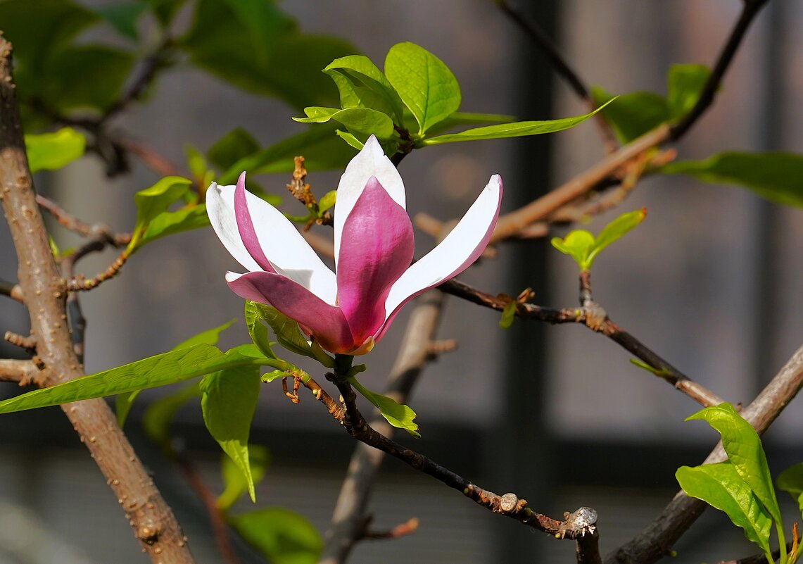 *** - Татьяна Тюменка