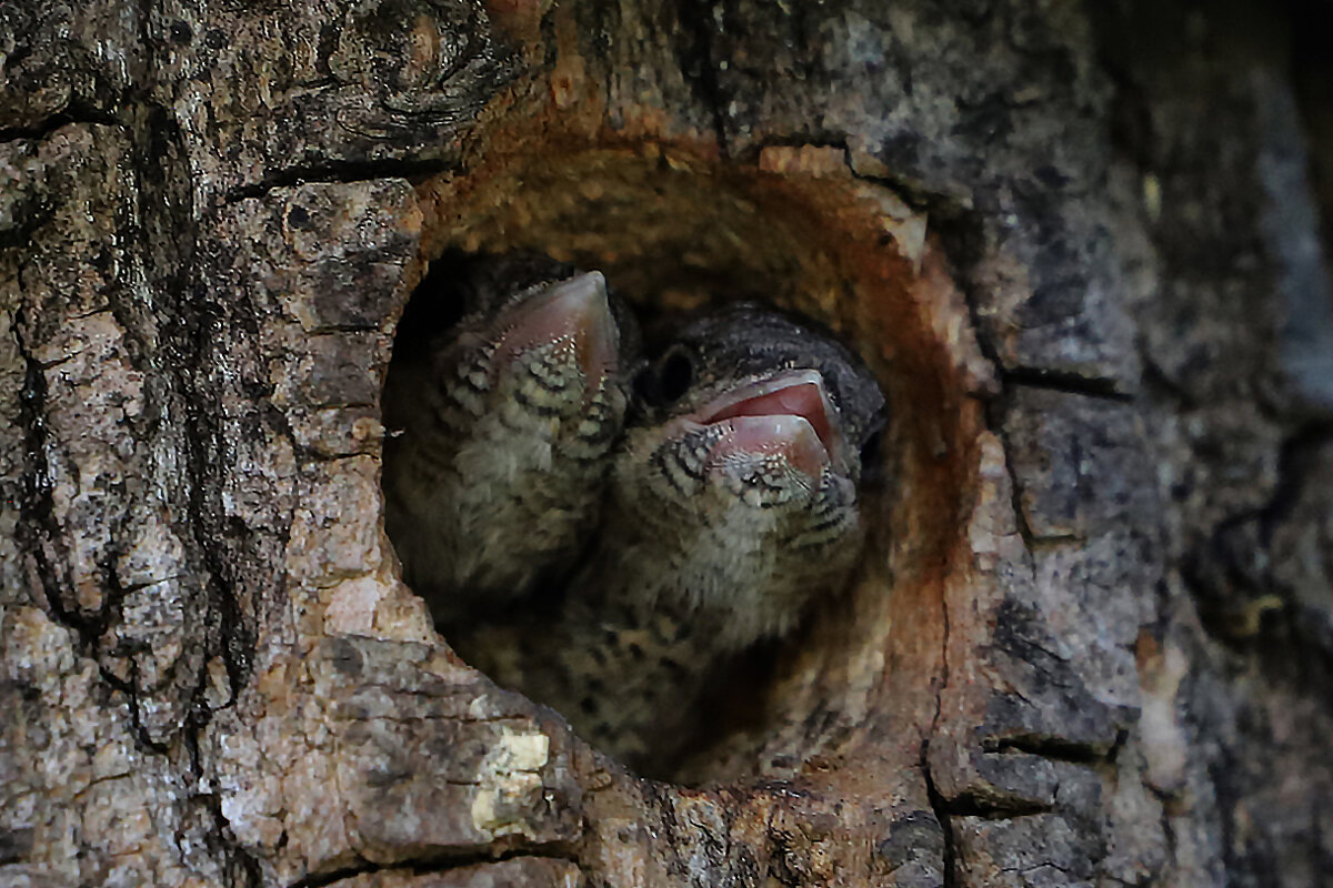 Вертишейка - краснов юрий 