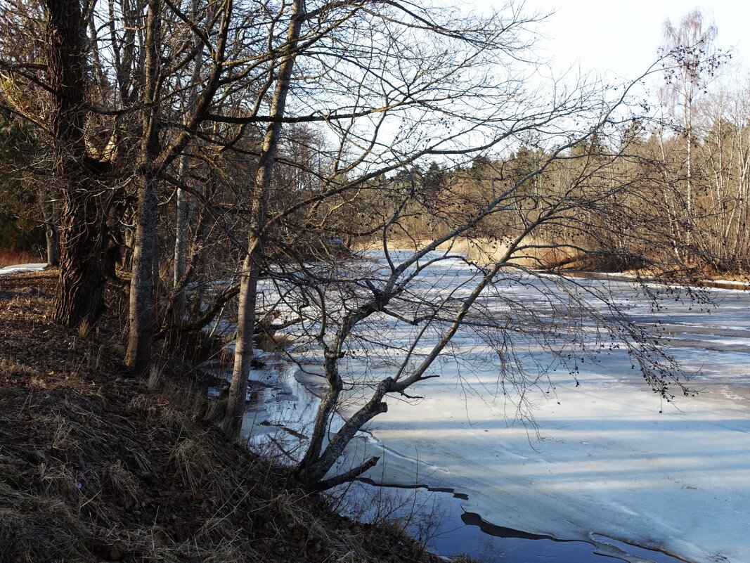 Река Пирита еще покрыта льдом - Aida10 Река Пирита еще покрыта льдом - Aida10