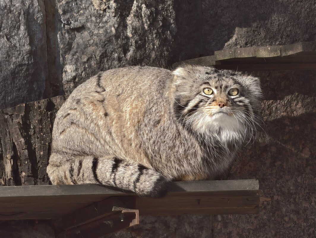 Манул Тимоша - <<< Наташа >>>