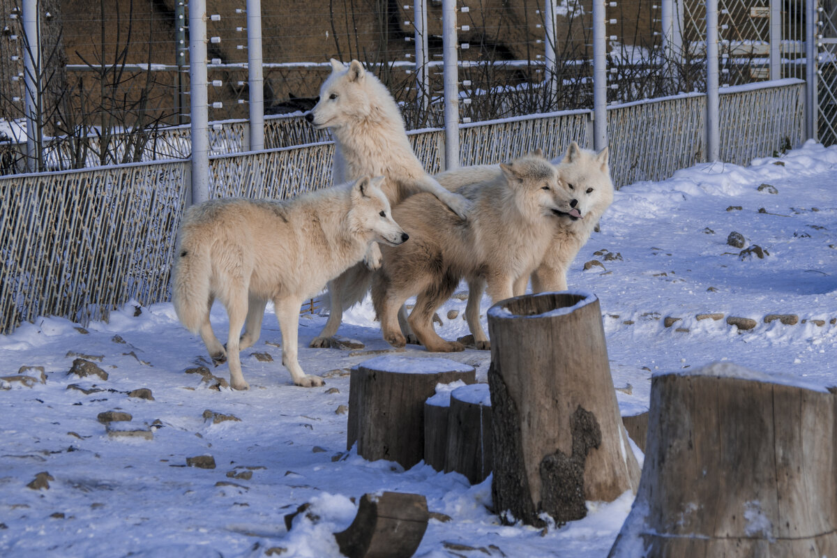 Вожак - полярная волки стаи - Владимир Максимов