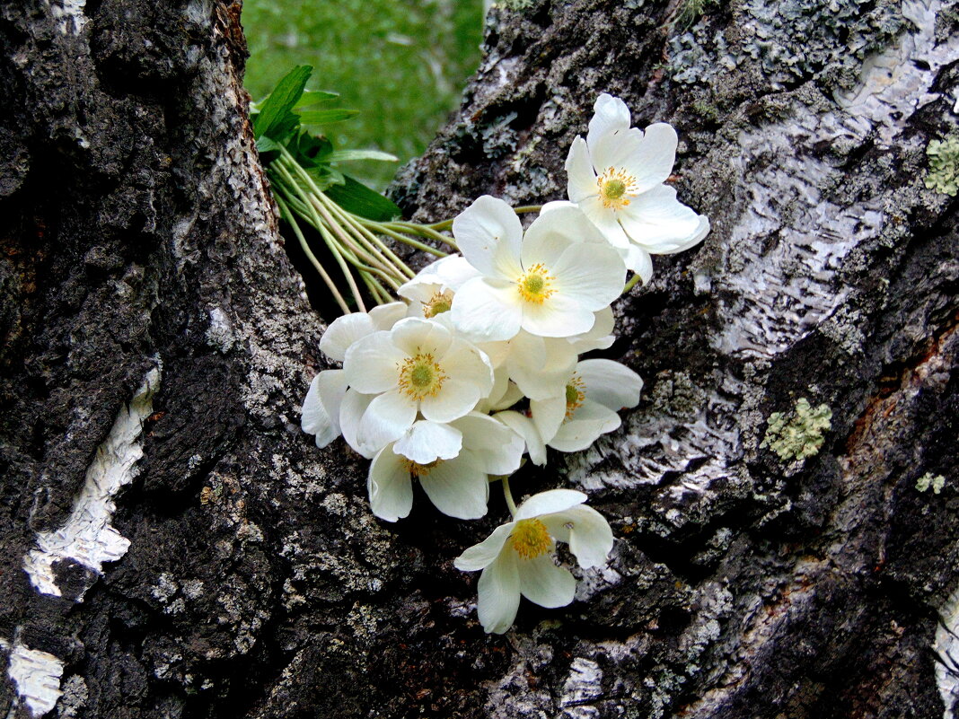 Цветы начала лета. - nadyasilyuk Вознюк