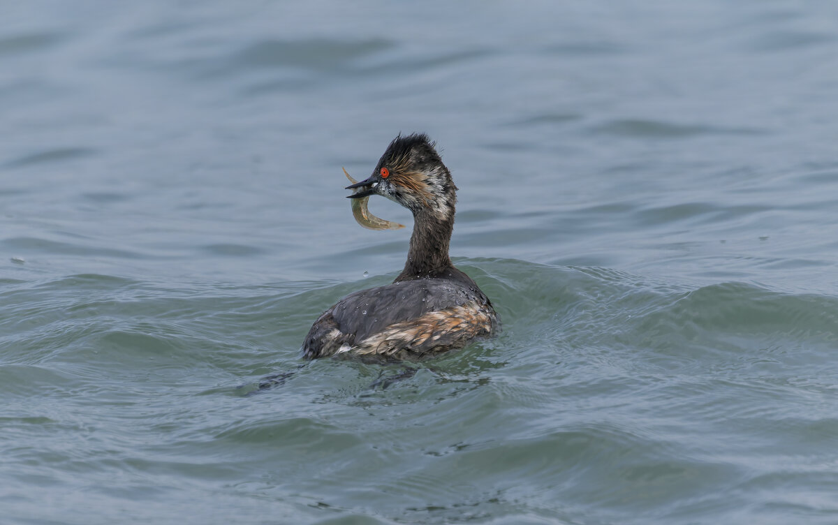 черношейная поганка.весна Лазоревское. - юрий макаров