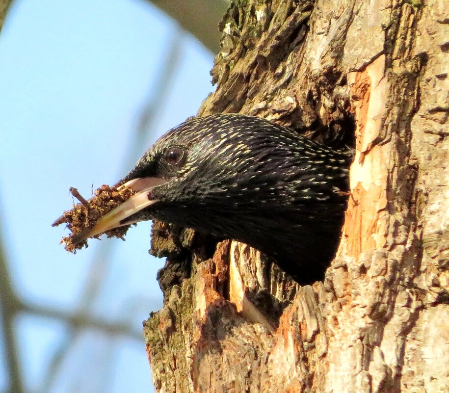 Очищает гнёздышко - Андрей Снегерёв