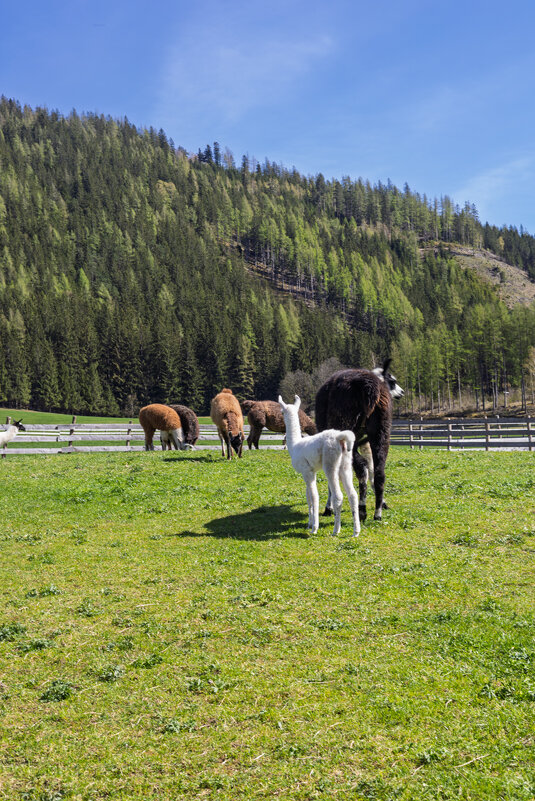 Альпаки - Игорь Сикорский
