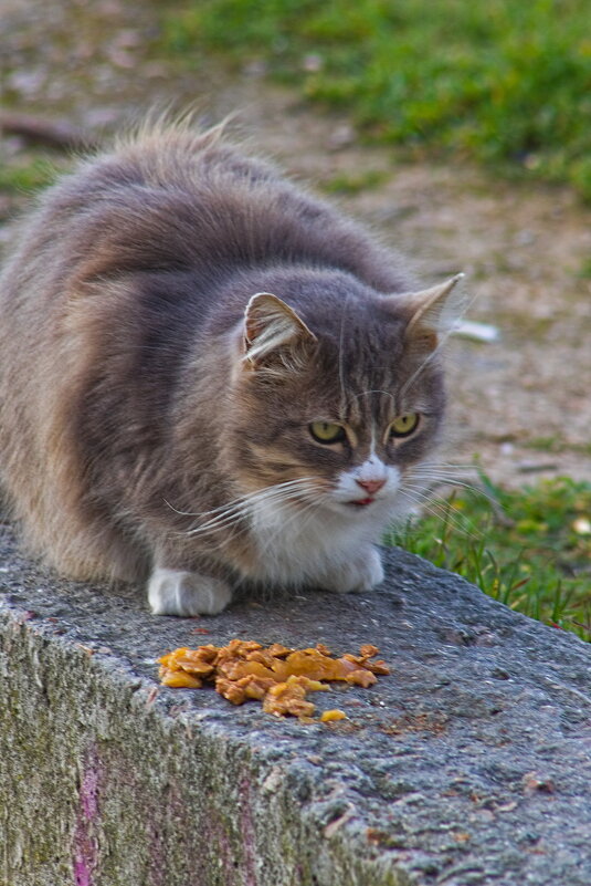 Опять фуагра... - Giant Tao / Опять фуагра... - Giant Tao /