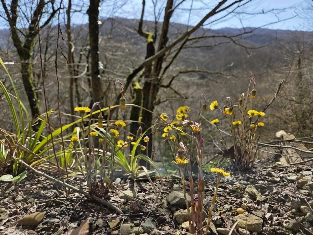 Весна в Сочи - Tata Wolf