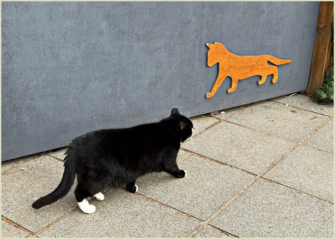 В городе котов и кошек. - Валерия Комова