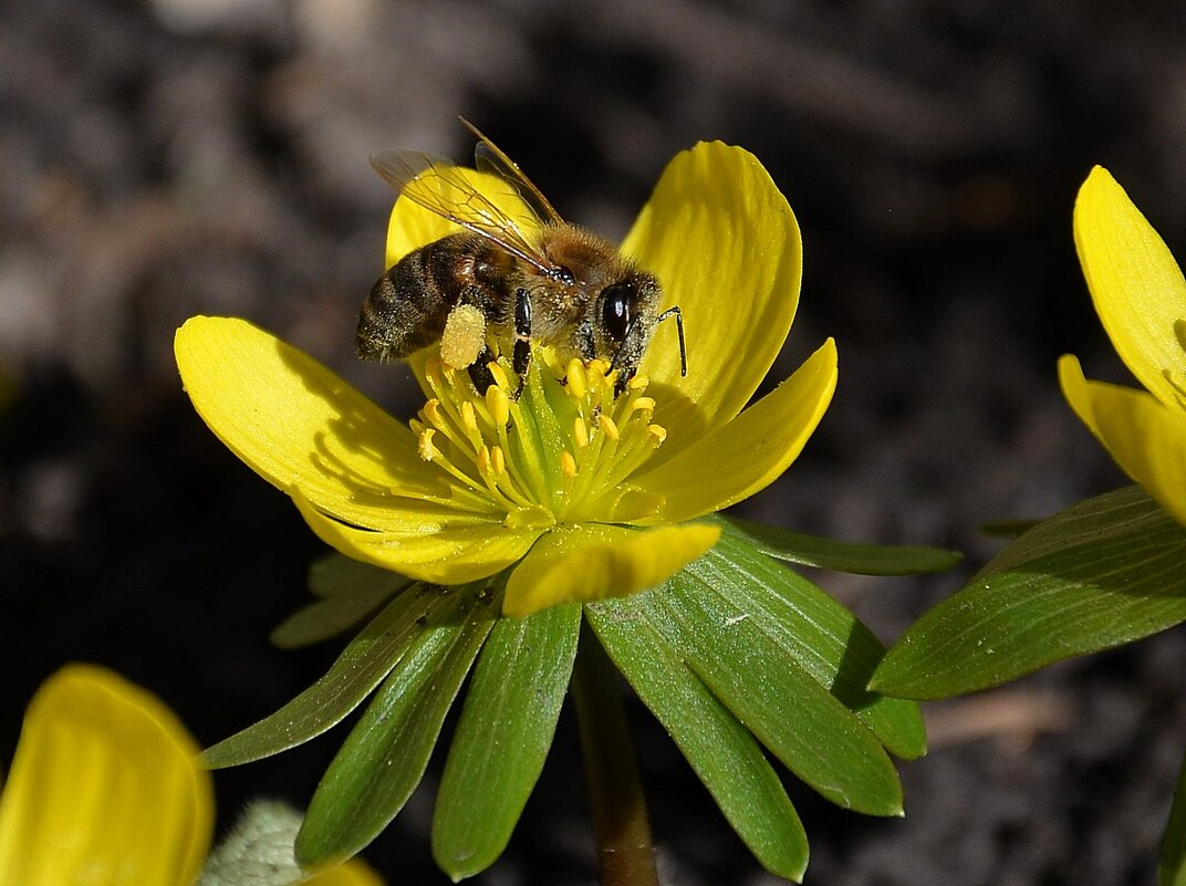 Весенник - Aleksandr . Весенник - Aleksandr .