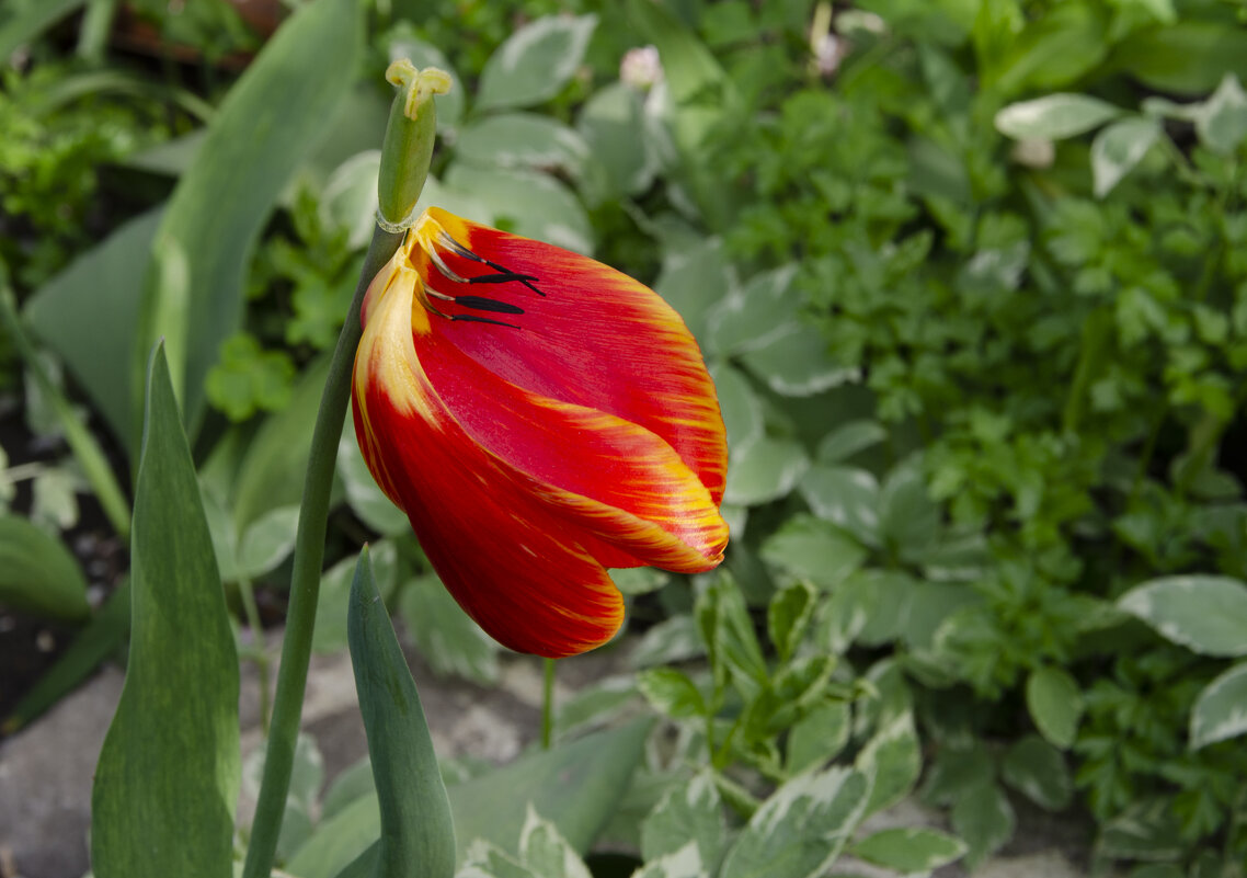 "Жизнь скоротечна" - Aleksandr . "Жизнь скоротечна" - Aleksandr .