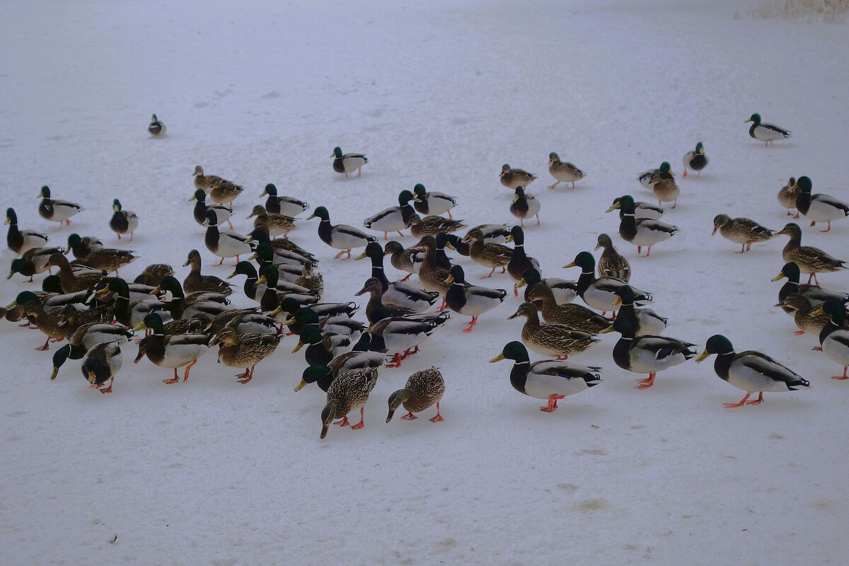 Утки. Озеро Тихое, Светлогорск - Рита Симонова Утки. Озеро Тихое, Светлогорск - Рита Симонова