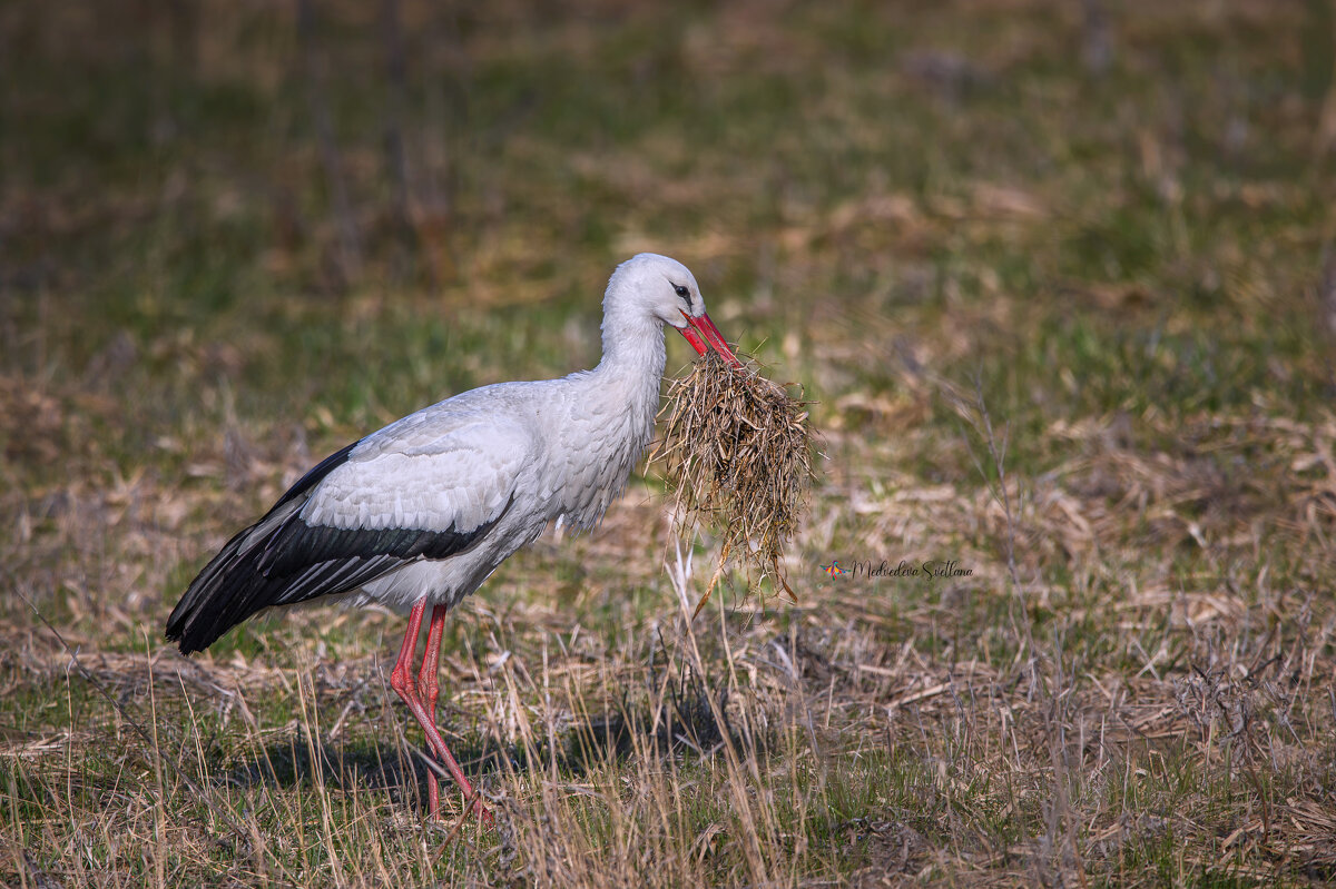 Всё в дом. - Светлана Ивановна Медведева