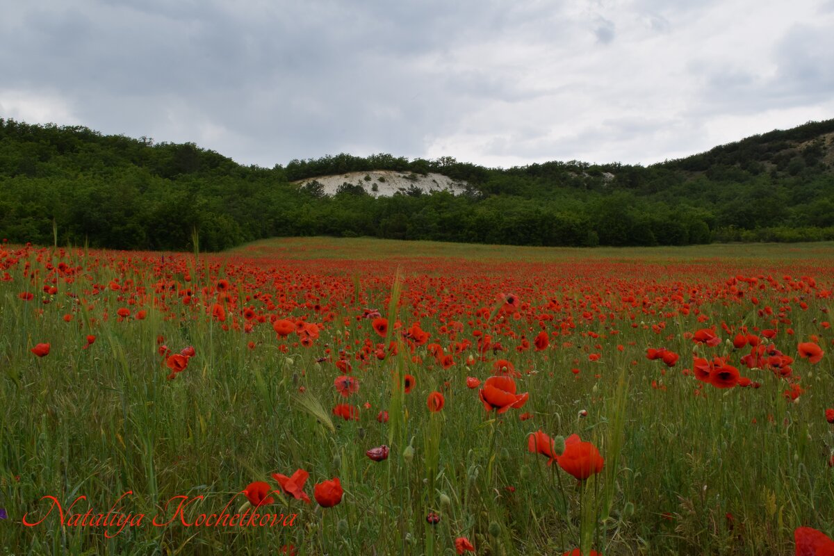 Природа Крыма - Изумительная Космея