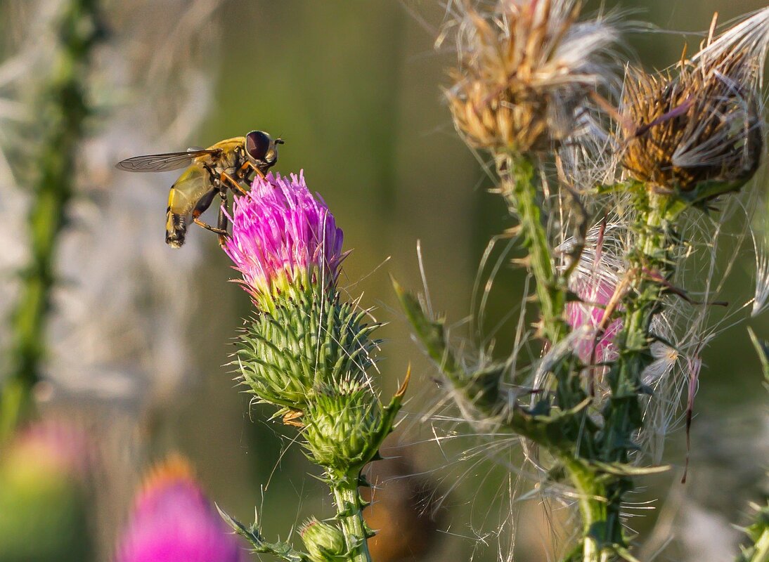 Краски лета. Чертополох. - Алексей Трухин Краски лета. Чертополох. - Алексей Трухин