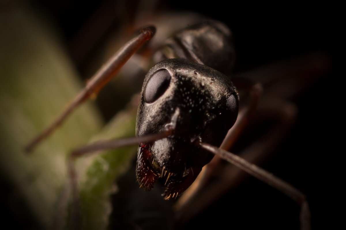 Тот самый муравей, который стрекозу не пустил. - Игорь Шевченко Тот самый муравей, который стрекозу не пустил. - Игорь Шевченко