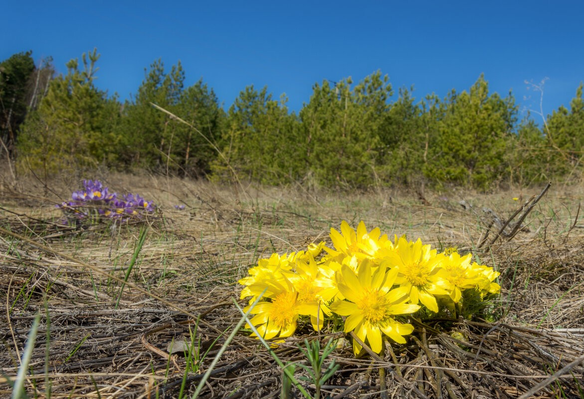 Первопроходцы - Наталья Димова