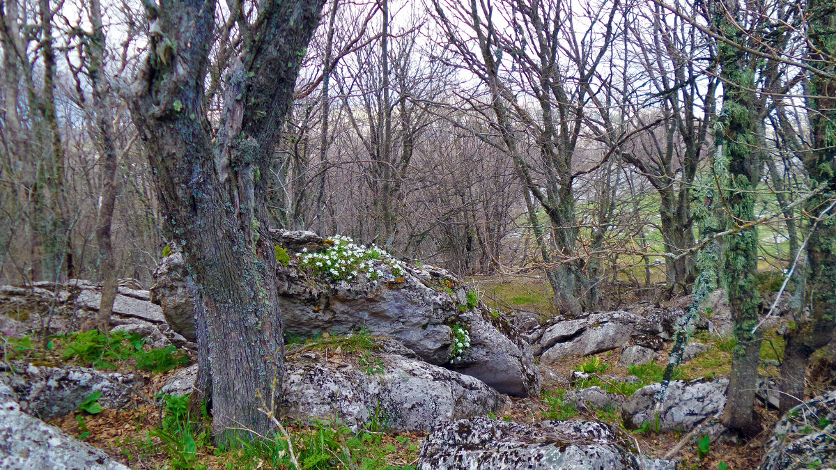 на Ай-Петри пришла весна - Ольга на Ай-Петри пришла весна - Ольга