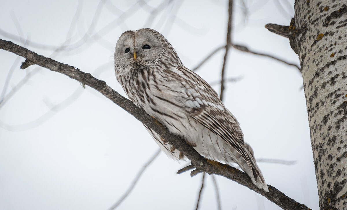 Мудрая длиннохвостая неясыть наблюдает за миром с высоты ветвей. - Вадим Басов