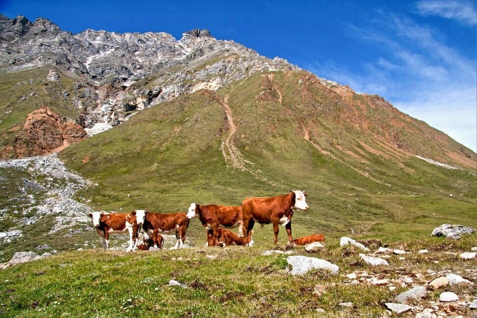 Стадо - Виктор Фоменко