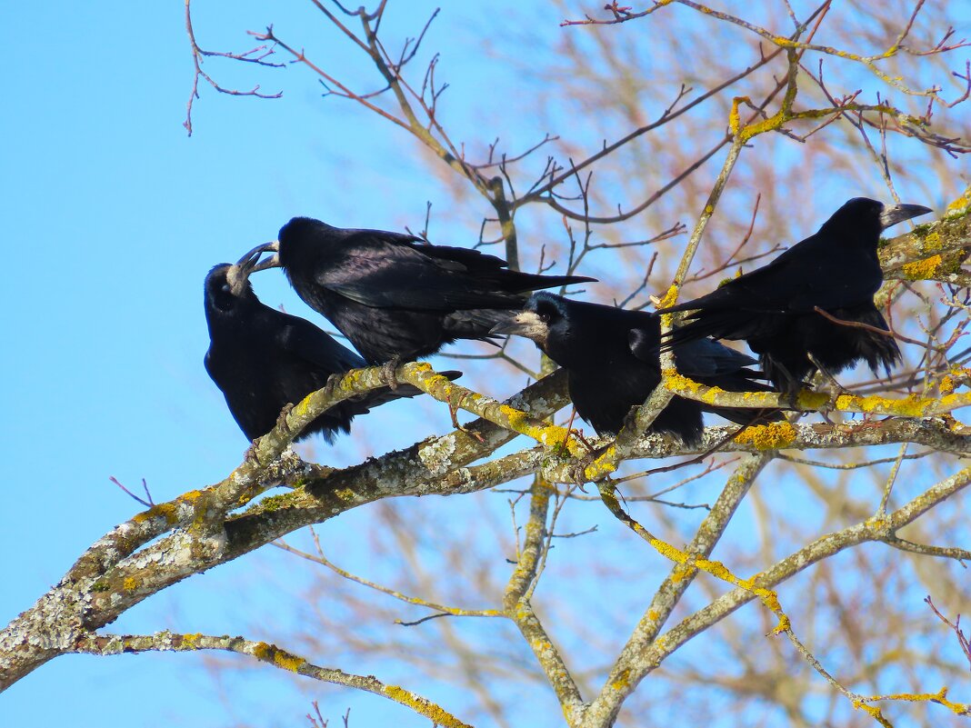 Грачи - Ольга Митрофанова