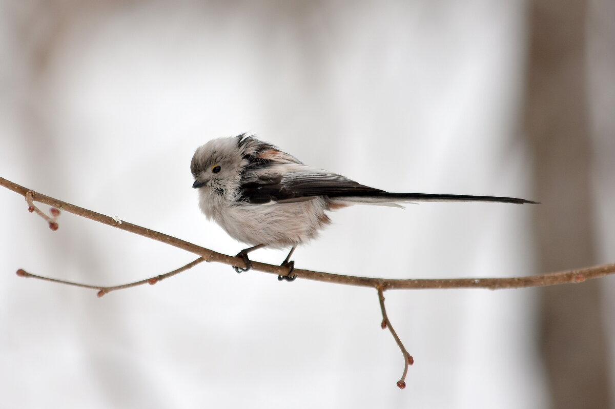 ополовник - Алексей .