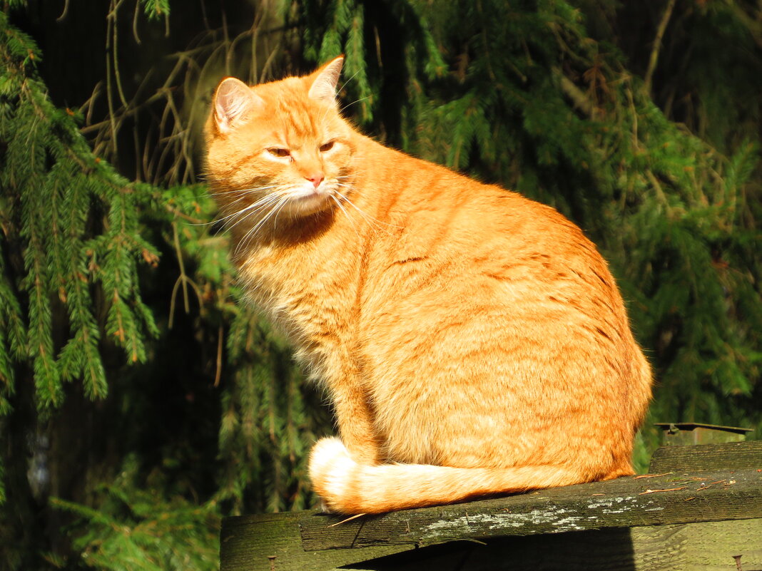 Солнечный кот - Андрей Снегерёв Солнечный кот - Андрей Снегерёв