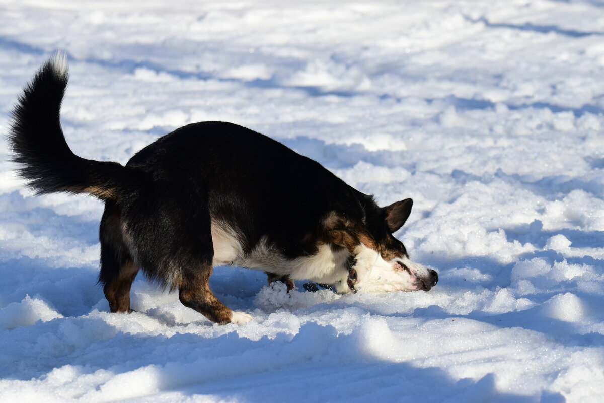 Весна. - Наталья Вязигина