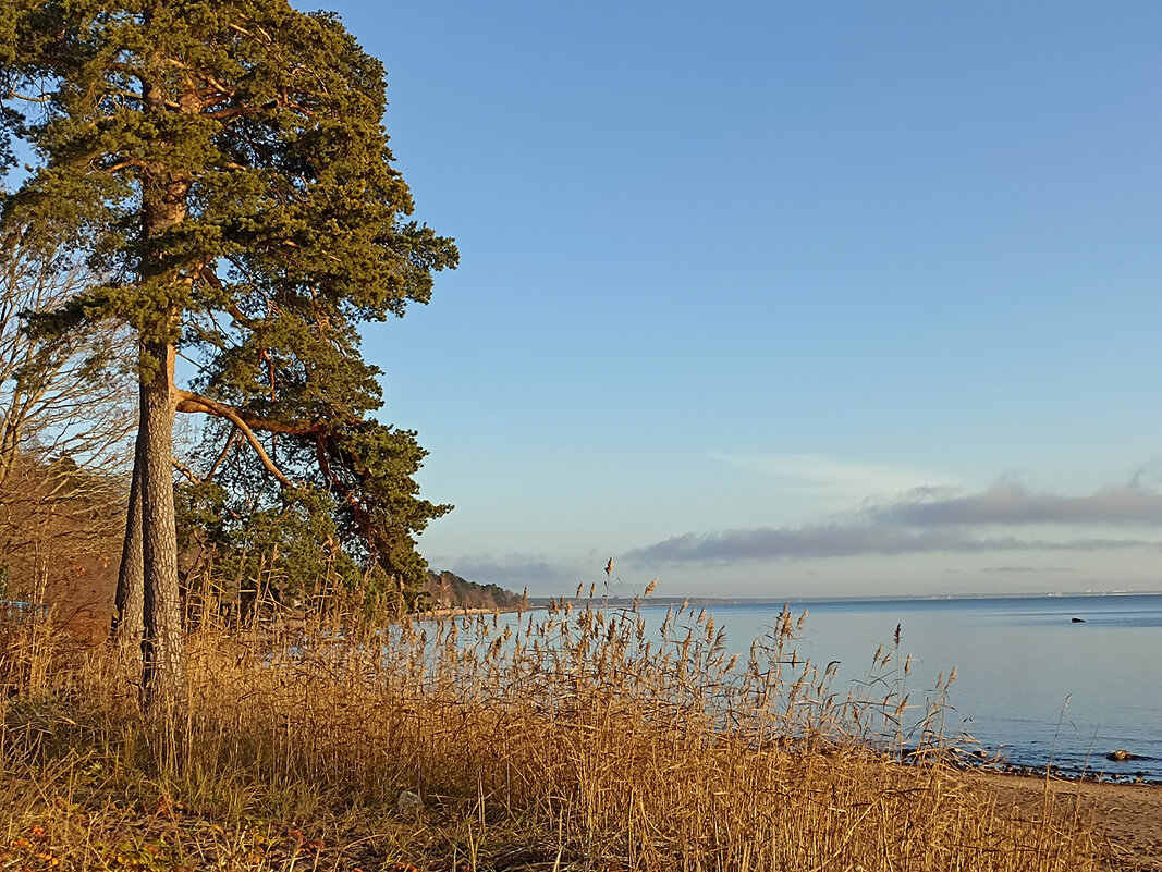 На берегу Финского залива. - Лилия * На берегу Финского залива. - Лилия *