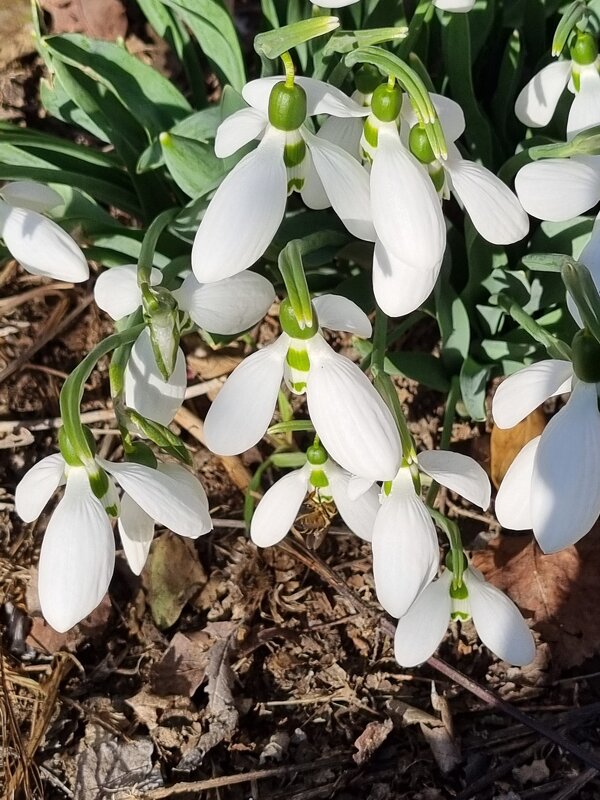 Нежное благоухание марта... - Наталья 