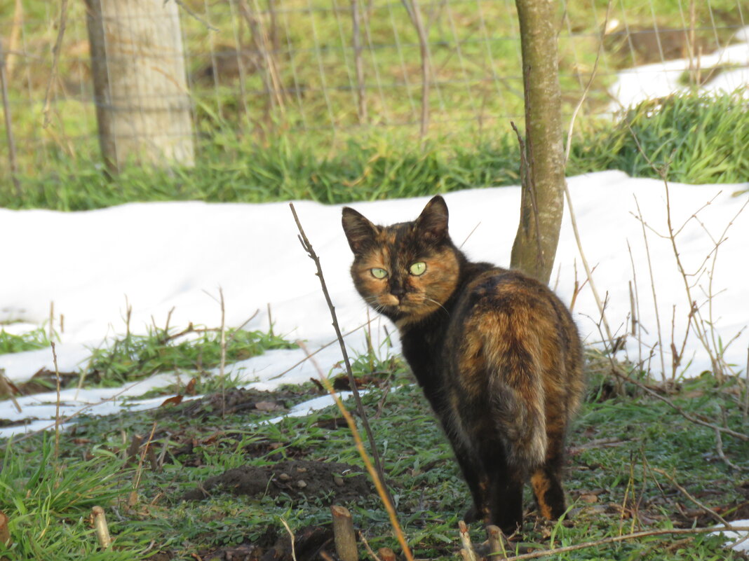 Чего? - Николай Я