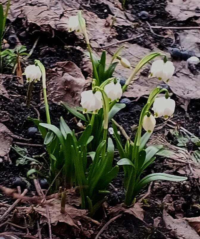 Белоцветник - Сапсан 
