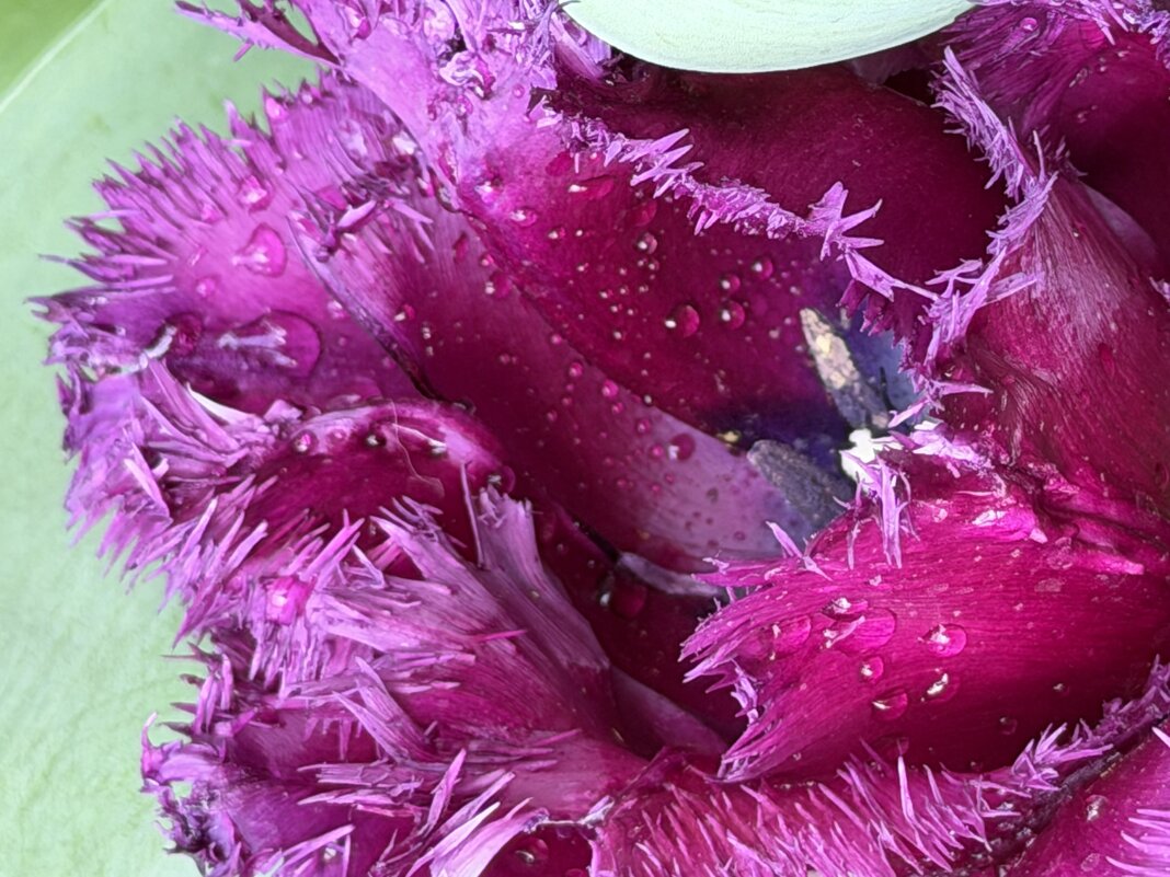 Необыкновенные! - Pippa 